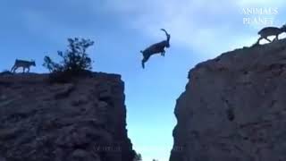 Rock climbing goats jump over cliff [upl. by Highams]