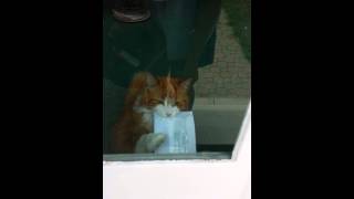 Cat hates the mailman [upl. by Marlo]