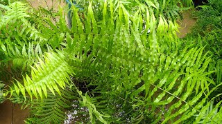 All about Pteris Vittata Fern🌱🌱🌱 [upl. by Igiul]