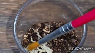 Feeding the Ctenizidae Ummidia  Cork Lid Trapdoor Spider [upl. by Bevis]