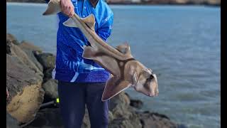 Fishing in burnie Tasmania [upl. by Shalna]