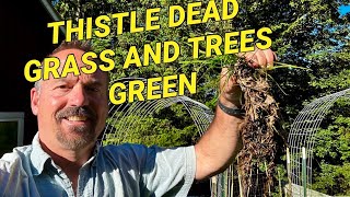 Transline herbicide safe over trees [upl. by Amii434]