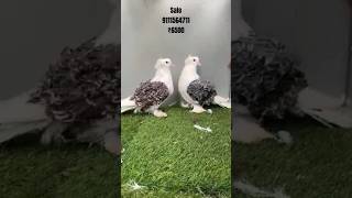 Frillback pigeon pigeon petsvloging pigeonbreed petsvlog birds kabootarvlogs [upl. by Yrrej]