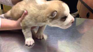 Sick 2 Week Old Husky Pup Goes To The Vet amp Outcome Diagnosis SCARED [upl. by Harlen]