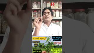 Sanjeevani Plant🥀Dronapushpi plant shorts simunking asthma sanjeevaniplant health viral [upl. by Akiehsal]