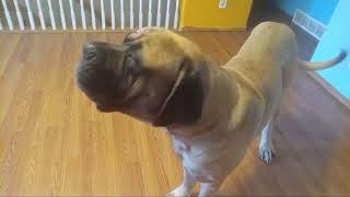 giant AKC English mastiff vs butterfinger [upl. by Thibaud337]