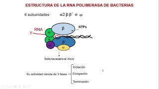 Transcripción en bacterias 12 [upl. by Lena685]