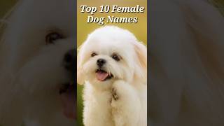 Top 10 Female Dog Names shorts dog dognames doglover animallover [upl. by Thor]