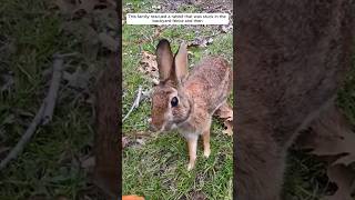 This family rescued a rabbit that was stuck in the backyard fence and then animalshorts [upl. by Clova972]