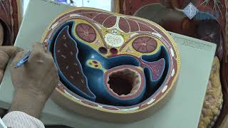 Lesser sac Epiploic foramen Peritoneal spaces amp Hepatorenal Pouch of Morrison [upl. by Atsahc524]