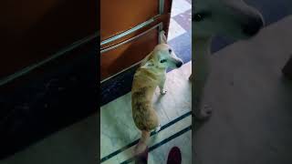 Pari ghar k andr aagyi shorts doglover minivlog MissInterpassVlog AnantRastogi SourShy [upl. by Glovsky]