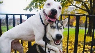 The most DRAMATIC DOGS moments ever 🤣🐶 NEW Funny Dog Videos [upl. by Yrallih569]