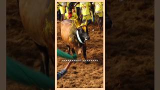 Palamedu Jallikattu 2024 shorts jallikattu [upl. by Nylatsyrk]