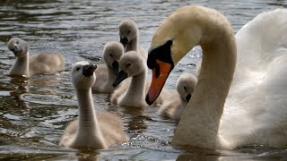 Adorable Sounds of Swan Cygnets  Discover Wildlife  Robert E Fuller [upl. by Sucrad]