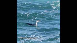 Pied Cormorant australianbirds cormorants [upl. by Nilatak985]