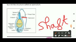 NEMATOCYSTS DEFENCE STRUCTURE AND DEFENCE MECHANISM IN CNIDARIA [upl. by Luciana]