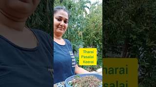 Tharai pasalai keerai parupu kulambu shots food [upl. by Minabe380]