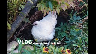 VLOG kippen in de tuin [upl. by Yrral192]