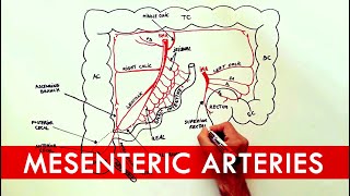 Anatomy tutorial  The Mesenteric Arteries [upl. by Alhsa454]