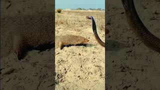 mongoose vs king cobra New 2024 shortsviral [upl. by Harve]