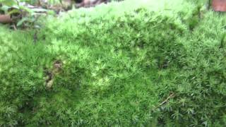 Leucobryum glaucum moss in Nature [upl. by Arhsub893]