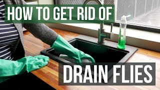 How to Get Rid of Drain Flies 4 Easy Steps [upl. by Nageek521]