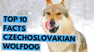 Czechoslovakian Wolfdog  TOP 10 Interesting Facts [upl. by Pembroke]