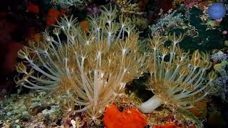 Beautiful Coral Reef Under water sea Relax Background Music [upl. by Thurmann]