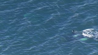 Baby orca spotted with pod near West Seattle on Tuesday 4919 [upl. by Ainegul707]