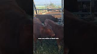 These Five Red Heifers Could be the First Step Towards a Third Jewish Temple redheifers shorts [upl. by Gianina]