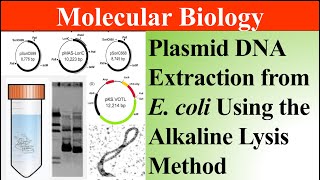 Plasmid DNA Extraction from E coli Using the Alkaline Lysis Method MASMentorUrduHindi [upl. by Sparkie]