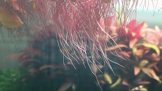 How to grow red root floater plant [upl. by Checani]