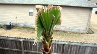 Washingtonia Robusta Palm Tree [upl. by Ariajay]