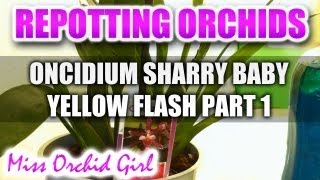 Repotting Orchids  Oncidium Sharry Baby Yellow Flash Part 1 [upl. by Ylaek]