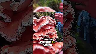 Cet Homme a Découvert un Étrange Champignon en Pleine Forêt  étrange champignon énorme forêt [upl. by Notneiuq]