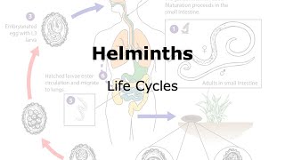 Helminths Life cycle [upl. by Nyrraf]