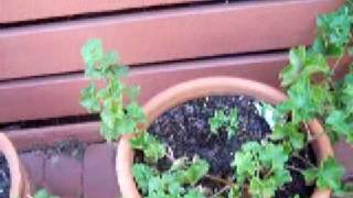 propagating ivy geranium [upl. by Nanahs]