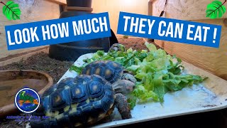 Feeding All of our Tortoises [upl. by Oiramal]