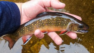 NC Small Stream Fly Fishing  91324 [upl. by Vince]