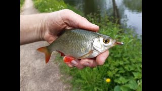 Micro Jigging How to Catch Everything in The Canal [upl. by Rebna862]