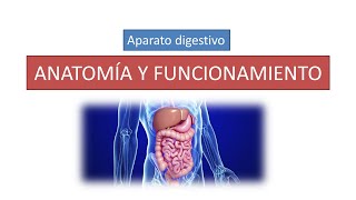 Anatomía y funcionamiento del aparato digestivo [upl. by Vihs914]