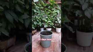 Gardenia plant propagation song plants garden gardening houseplants flowers tree nature [upl. by Jillian]