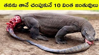 Animals with unique abilities PART 3  strange animals  facts in telugu  bmc facts  Telugu facts [upl. by Dong]