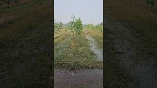 यूकेलिप्टस या सफेदा पेड़ कब और कैसे लगाएंSafede ki kheti  Eucalyptus tree farmingin Hindi [upl. by Haseena894]