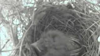 Baby Cardinal Bird Redbird Fledging Day  11 [upl. by My891]