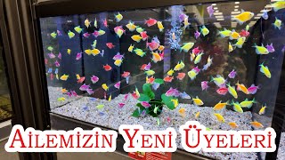 Ailemizin Yeni Üyeleri  Kırcaali Zoo Marketleri [upl. by Sawtelle863]