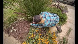 How to Prune Chondropetalum Cape Rush [upl. by Pasahow]