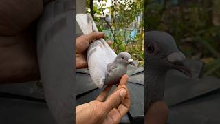 Honing pigeon antibiotics 💊🕊️ pigeon birds trending youtubeshorts kabootar shorts [upl. by Lebasile]