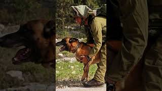 In the heart of the Israeli Defense Forces stands a remarkable unit – the Oketz  the Canine Unit [upl. by Aihsatal]