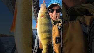 Late Fall Big Perch perch fishing bigfish wow [upl. by Giarla609]